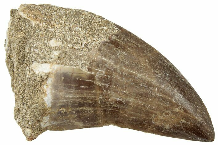 Fossil Mosasaur (Prognathodon) Tooth - Morocco #322607